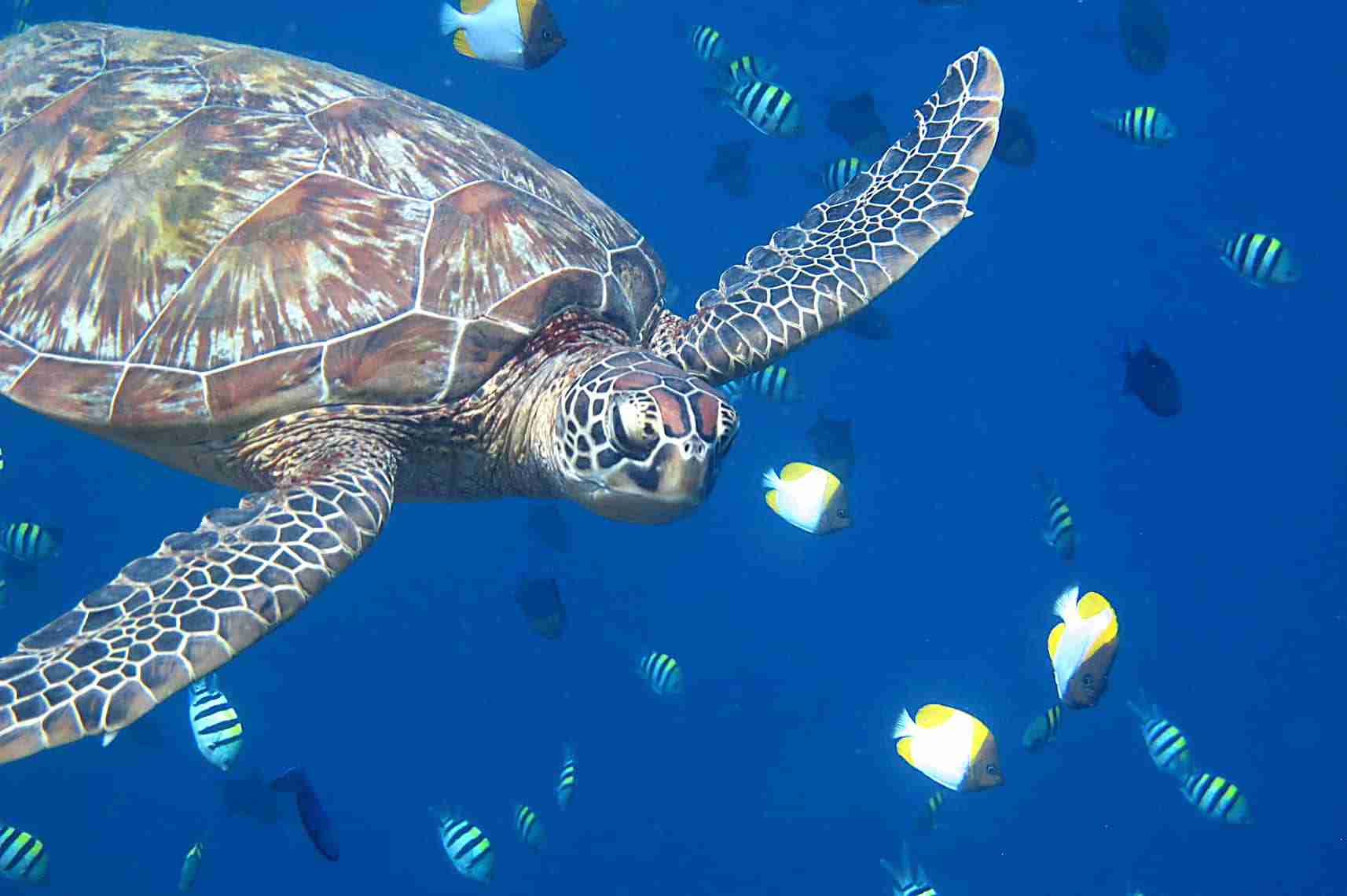 Dive spot gallery image