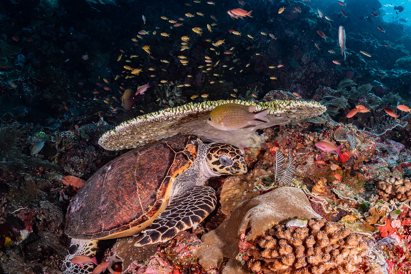 Dive spot gallery image