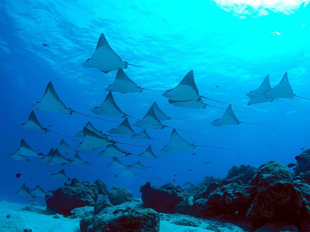 Dive spot gallery image