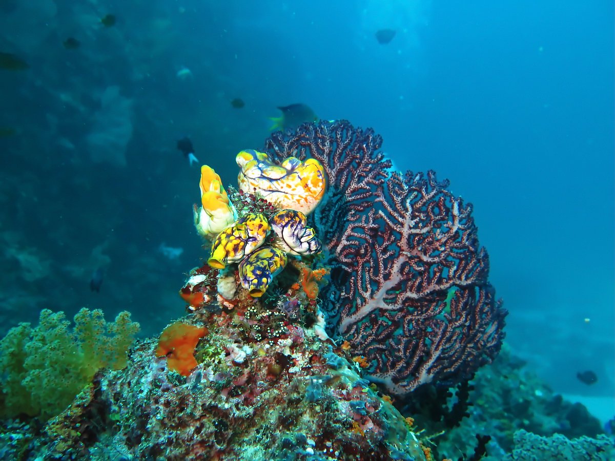 Dive spot gallery image