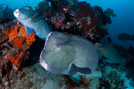 Dive spot gallery image