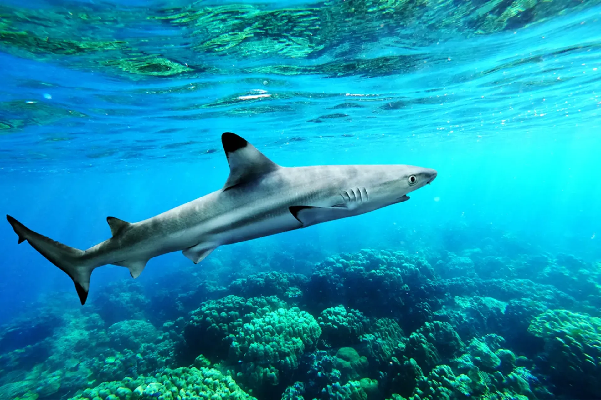 Reef Shark