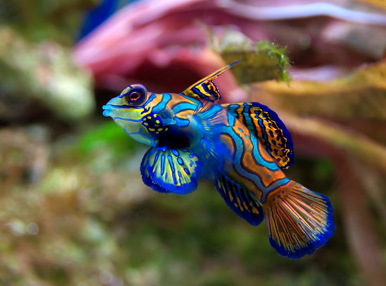 Dive spot gallery image