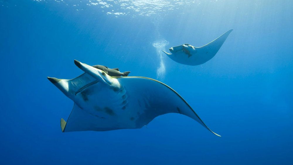 Menjelajahi dunia bawah laut selalu memberikan pengalaman yang berbeda. Airnya jernih, karangnya indah, dan banyak kehidupan laut yang bisa dilihat dari dekat. 🤿🌊

Salah satu momen terbaik dari penyelaman kali ini adalah menikmati suasana bawah laut yang tenang dan penuh warna. Rasanya selalu ingin kembali lagi!