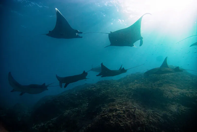 Menjelajahi dunia bawah laut selalu memberikan pengalaman yang berbeda. Airnya jernih, karangnya indah, dan banyak kehidupan laut yang bisa dilihat dari dekat. 🤿🌊

Salah satu momen terbaik dari penyelaman kali ini adalah menikmati suasana bawah laut yang tenang dan penuh warna. Rasanya selalu ingin kembali lagi!