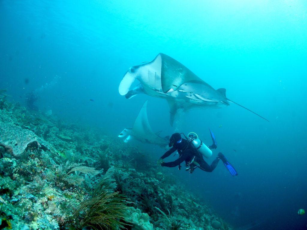 Menjelajahi dunia bawah laut selalu memberikan pengalaman yang berbeda. Airnya jernih, karangnya indah, dan banyak kehidupan laut yang bisa dilihat dari dekat. 🤿🌊

Salah satu momen terbaik dari penyelaman kali ini adalah menikmati suasana bawah laut yang tenang dan penuh warna. Rasanya selalu ingin kembali lagi!